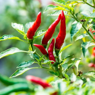 Chilipaprika de Cayenne luomu - Ferme de Sainte Marthe