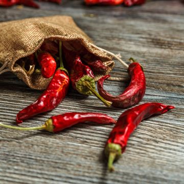 Chilipaprika de Cayenne - Vilmorin