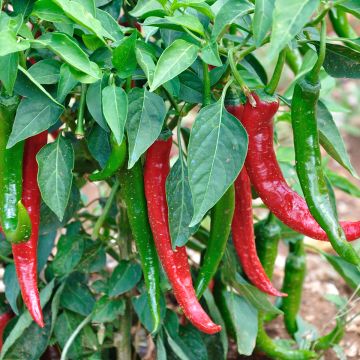 Maustepaprika Long des Landes taimena