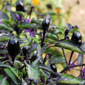 Maustepaprika Purple luomu - Ferme de Sainte Marthe