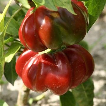 Pensaspaprika luomu - Ferme de Sainte Marthe