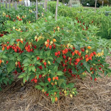 Pensaspaprika Button Red taimena