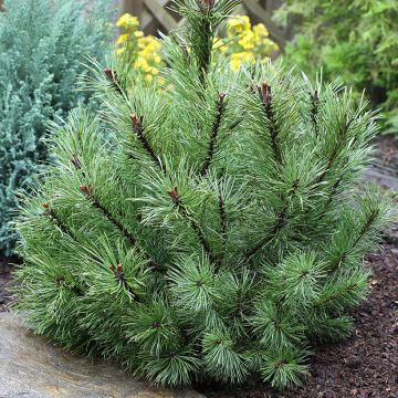 Alppimänty - Pinus uncinata