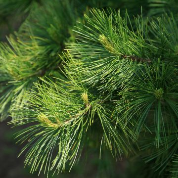Kiinansembra - Pinus armandii