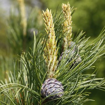 Sembramänty - Pinus cembra