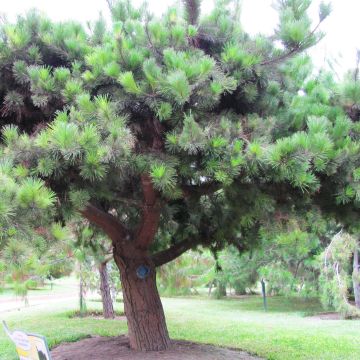 Säteilymänty - Pinus insignis