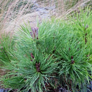 Vuorimänty - Pinus mugo mughus