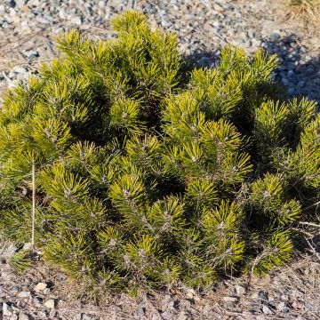 Kääpiövuorimänty - Pinus mugo var.pumilio