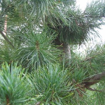 Neidonmänty Glauca