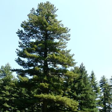 Balkaninmänty - Pinus peuce