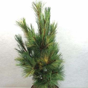 Balkaninmänty Aureovariegata