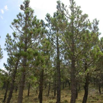 Rannikkomänty - Pinus pinaster