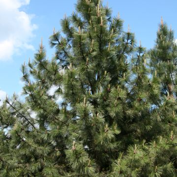Keltamänty - Pinus ponderosa