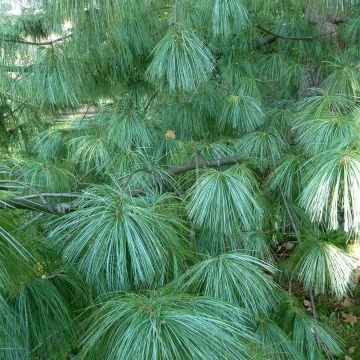 Kyynelmänty - Pinus wallichiana