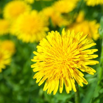 Voikukka (siemenet) - Taraxacum - Taraxacum officinale