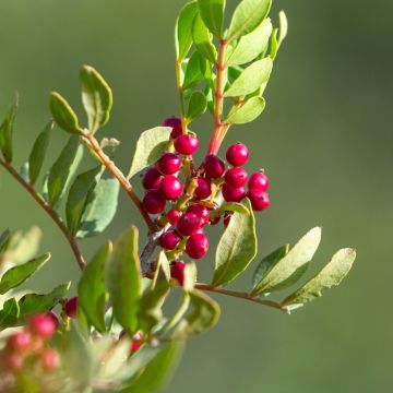 Mastiksipistaasi - Pistacia lentiscus