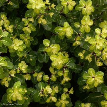 Poimukielopuu Abbotsbury Gold