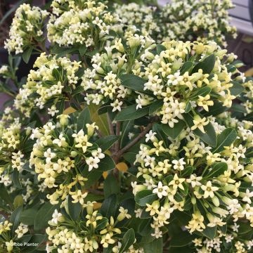 Pittosporum Jule1 Green Mound