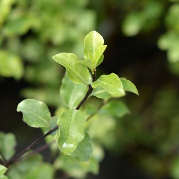 Poimukielopuu Green elf