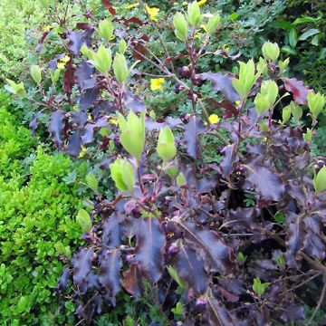Poimukielopuu Purpureum