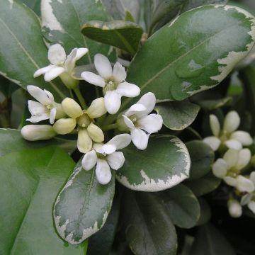 Kiiltokielopuu Variegatum