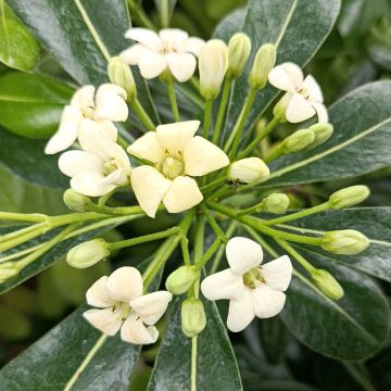 Kiiltokielopuu - Pittosporum tobira