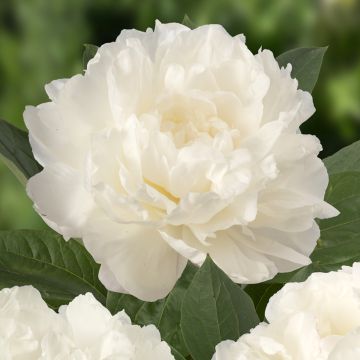 Kiinanpioni Fringed Ivory