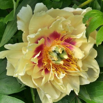 Itoh-pensaspioni Garden Treasure