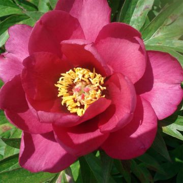 Itoh-pensaspioni Pink Ardour