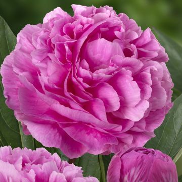 Kiinanpioni Think pink
