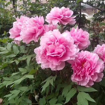 Pensaspioni Cotton Candy