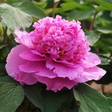 Pensaspioni Cai Hui