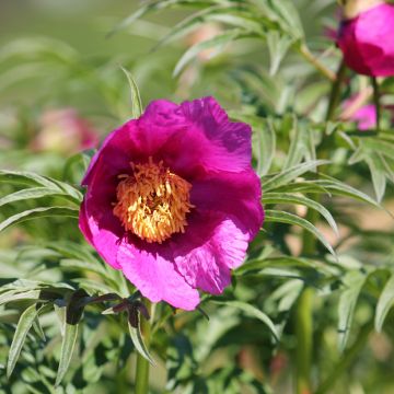 Kuolanpioni - Paeonia anomala