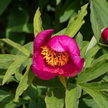 Juhannuspioni - Paeonia humilis