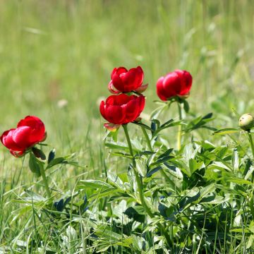 Turkinpioni - Paeonia peregrina