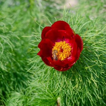 Tillipioni - Paeonia tenuifolia