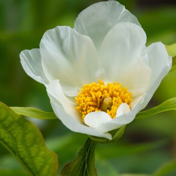 Kiinanpioni Late Windflower