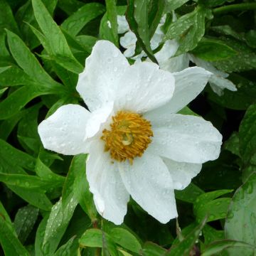 Kiinanpioni Early Windflower