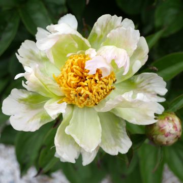 Kiinanpioni Green Lotus
