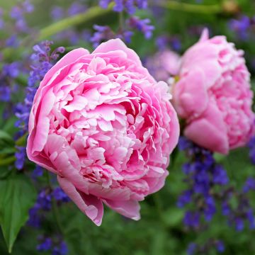 Kiinanpioni Sarah Bernhardt