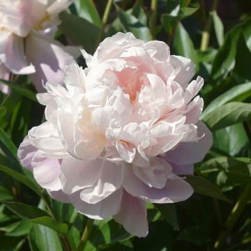 Tarhapioni Alba Plena