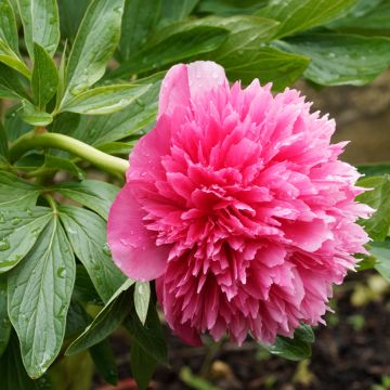 Tarhapioni Rosea Plena