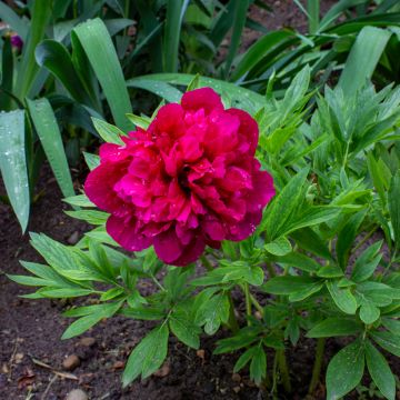 Tarhapioni Rubra Plena