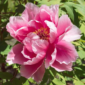 Pensaspioni Pink