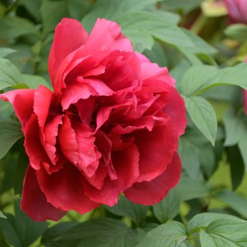Pensaspioni Red