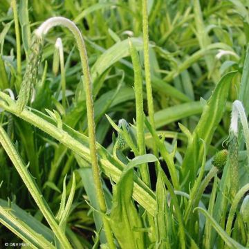 Liuskaratamo - Plantago coronopus