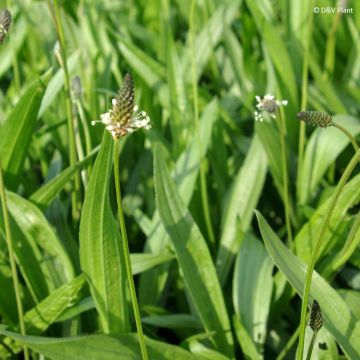 Heinäratamo - Plantago lanceolata