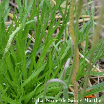 Liuskaratamo - Ferme de Sainte Marthe - Plantago coronupus