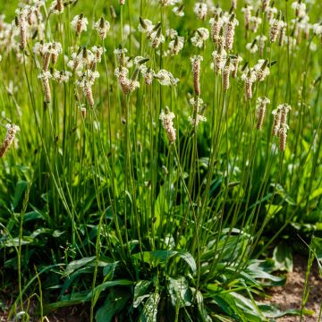 Heinäratamo luomu - Plantago lanceolata
