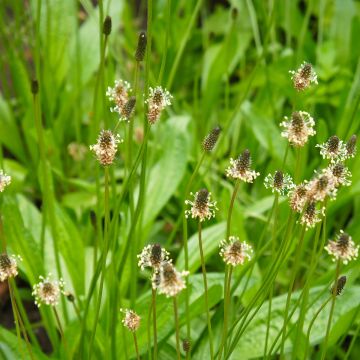 Heinäratamo luomu (siemenet) - Plantago lanceolata